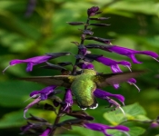 2020 09 13 LongFellowGardens 047